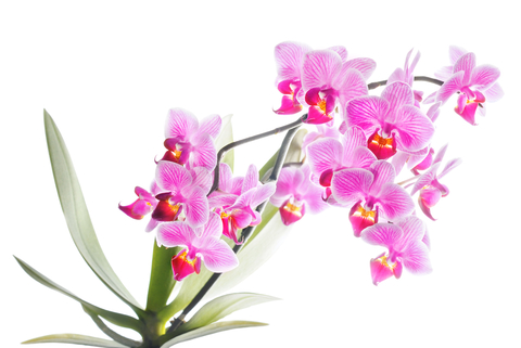 Orquídea Phalaenopsis Rosa pct12