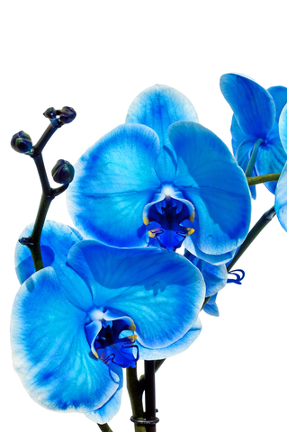 Orquídea Phalaenopsis Azul