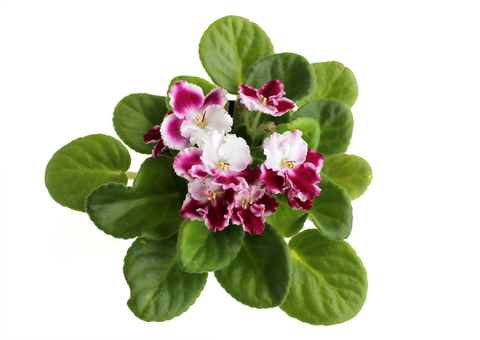 Violeta