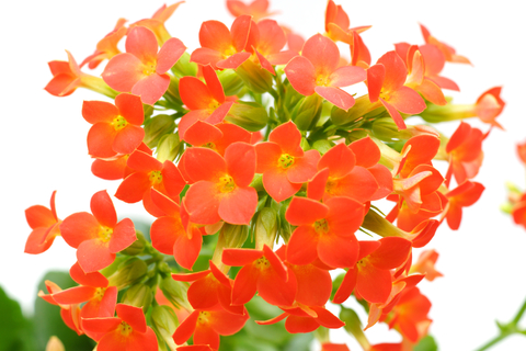 Kalanchoe pt11