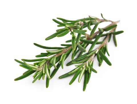 Alecrim maço embalado